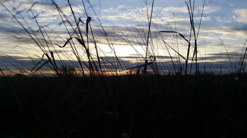 Close-up of trees against sky at sunset