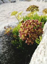 Close-up of flowers growing on rock