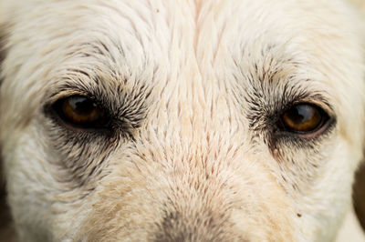 Close-up portrait of a dog