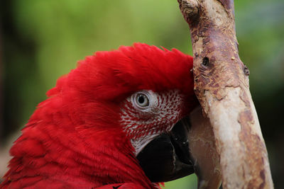 Close-up of a parrot