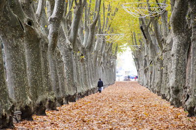 Rear view of a man walking on tree