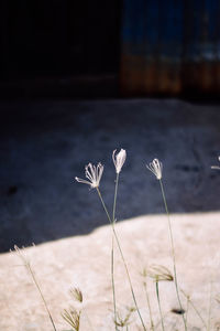 Close-up of white flowering plant