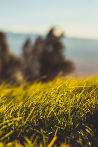 Close-up of grass on beach against sky