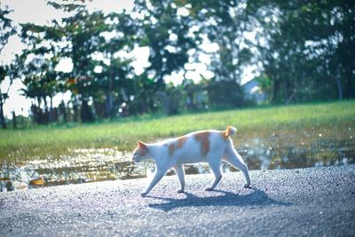 Side view of dog standing on road