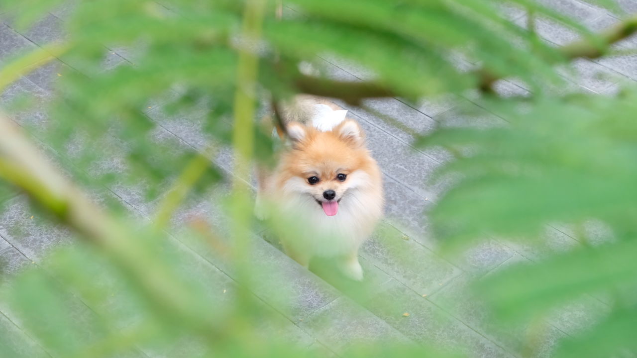 HIGH ANGLE VIEW OF DOG ON GREEN LEAF