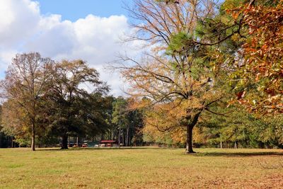 Trees in park during autumn