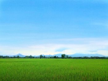 Scenic view of field against sky