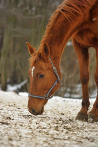 Close-up of a horse on field