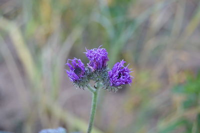 Close-up of purple flowering plant on field