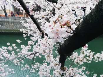 Blossoming tree against sky