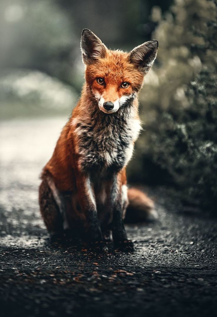 animal, animal themes, one animal, mammal, portrait, looking at camera, wildlife, fox, animal wildlife, red fox, no people, carnivore, pet, nature, domestic animals, whiskers, full length, dog, outdoors, canine, day, front view