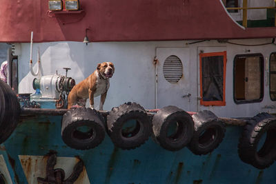 Dog on cropped boat