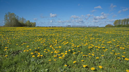 Scenic view of field against sky