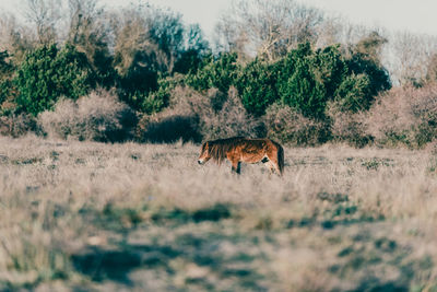 Horse in a field