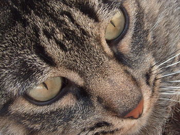 Close-up of cat