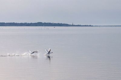 View of birds in water