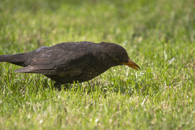 Close-up of a bird on field