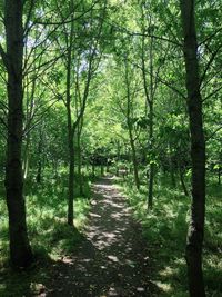 Trees in forest