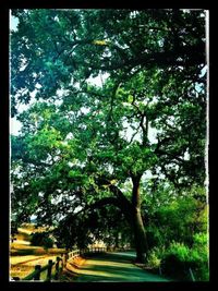 Trees growing in park