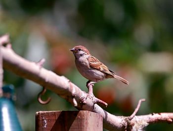 Close-up of bird perching on branch