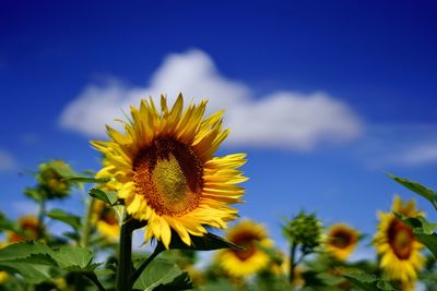 Close-up of sunflower on field against sky