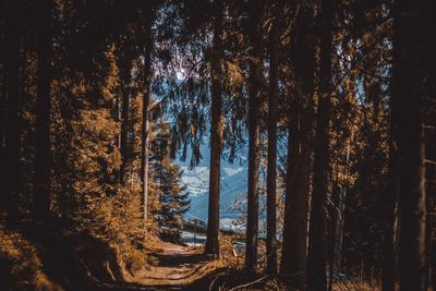 Trees in forest against sky