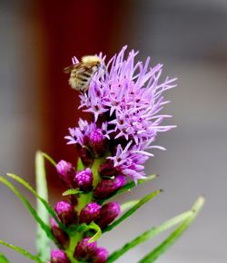 Close-up of bee on purple flower