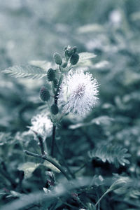 Close-up of white flowering plant on field