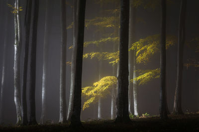 Trees in forest at night