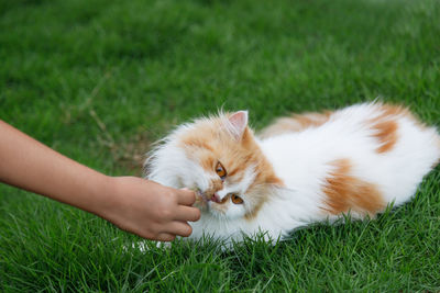 Cat looking away on field