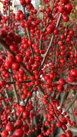 Full frame shot of red berries