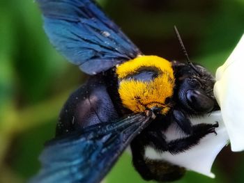 Close-up of bee pollinating on flower