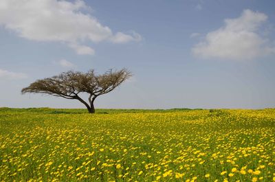 Scenic view of rape field against sky