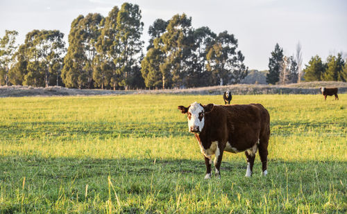 Cow standing on field