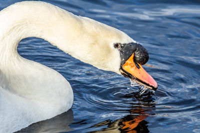 Close-up of swan swimming in lake