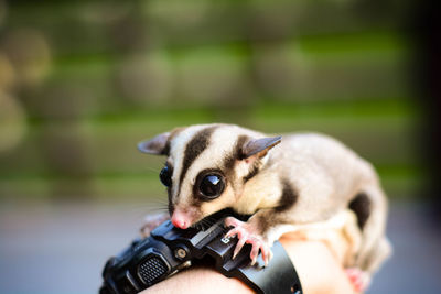 Portrait of dog with camera