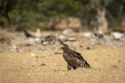 Bird perching on a field