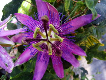 Close-up of pink flowers