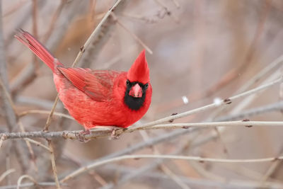 bird