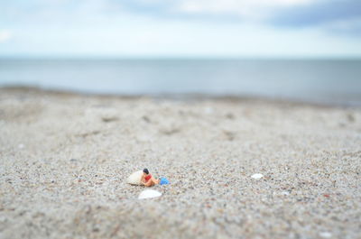 Close-up of crab on beach against sky