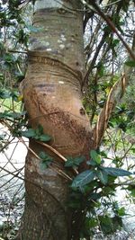 Close-up of lizard on tree trunk