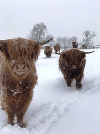 View of an animal on snow covered field