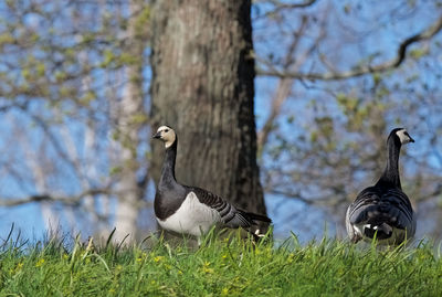 Ducks on grass against trees