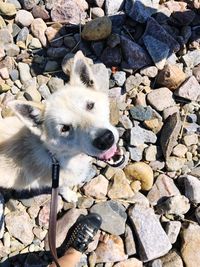 High angle view of dog on rock