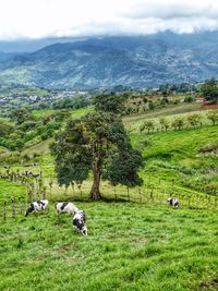 Cows grazing on field against sky