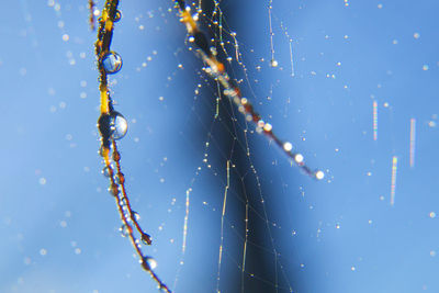 Close-up of wet spider web against blue sky