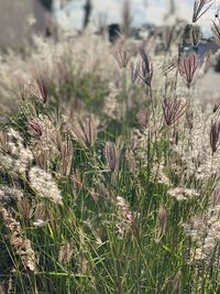 Close-up of flowering plants on field