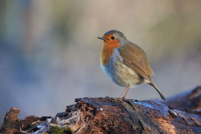 Close-up of bird perching on rock