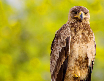 Close-up of owl perching outdoors