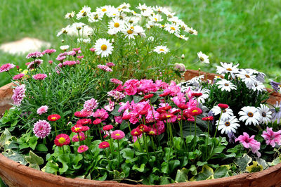 Close-up of fresh flowers